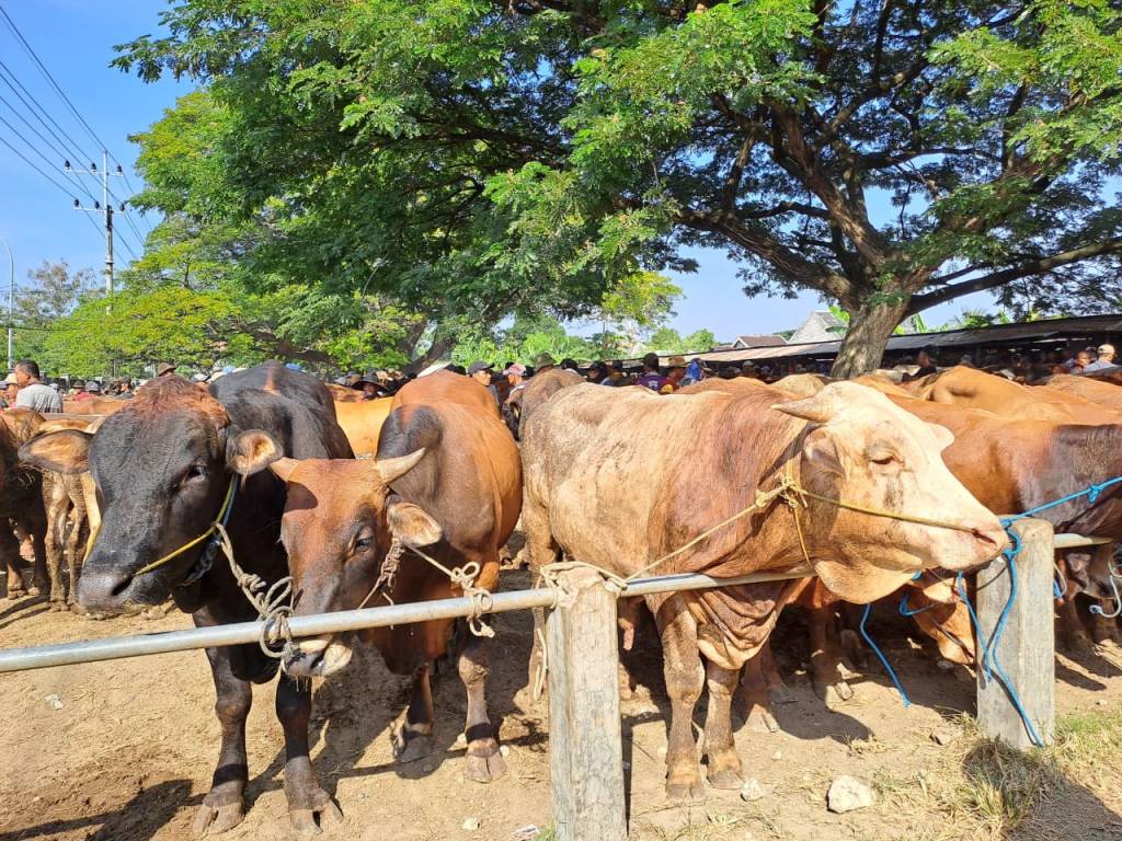 Upaya Pemerintah Kembalikan Psikis Peternak Tuban Pasca PMK dan&nbsp;LSD