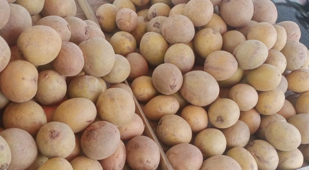 Tinggi Serat, Ini 10 Manfaat Buah Sawo untuk&nbsp;Kesehatan