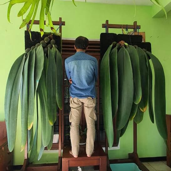 Fantastis! Harga Anggrek Dasi Setinggi Tubuh Manusia di Jember 2024 Ditaksir Seharga Mobil Sport Ratusan Juta&nbsp;Rupiah