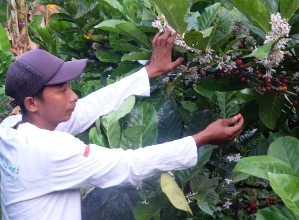 Petani Mojokerto Beber Tips Pengolahan Biji Hingga Hasilkan Bubuk Kopi&nbsp;Berkualitas