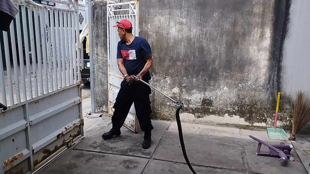 Ular Cobra Jawa Masuk Perumahan Warga Tuban, Petugas Damkar Sat Set Evakuasi  