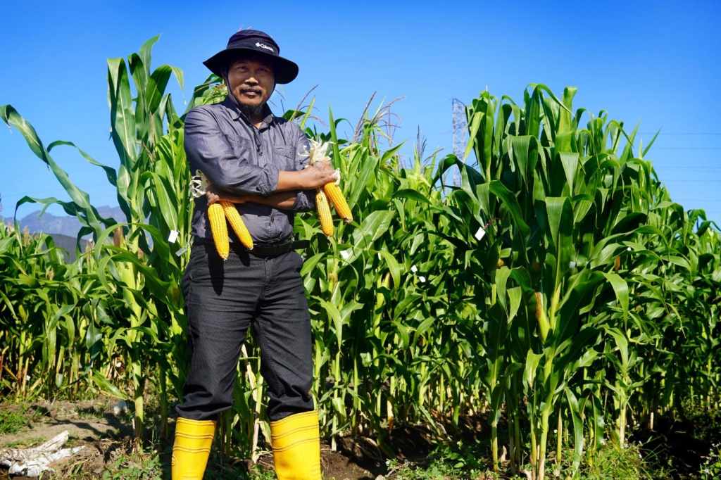 Inovasi Pertanian di Kapitan Meo NTT: Uji Coba Jagung Raja R7 Berpotensi&nbsp;Tinggi